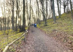 Winterlinge Die Gelbe Pracht In Jena 00006
